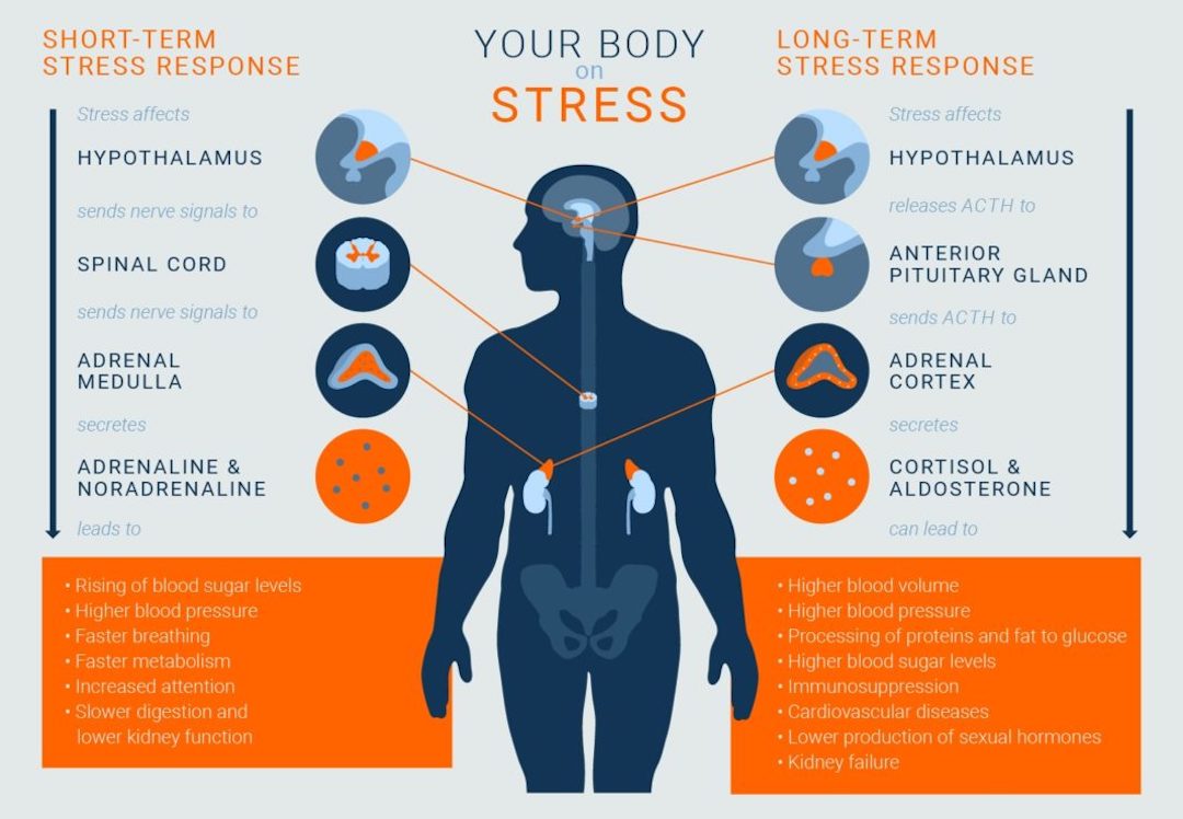 Your Body on Stress. Short-term and long-term responses physical illness responses to stress and anxiety.